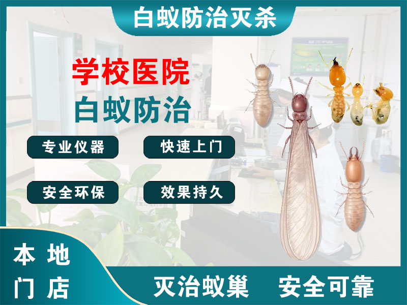 灌云学校医院白蚁防治