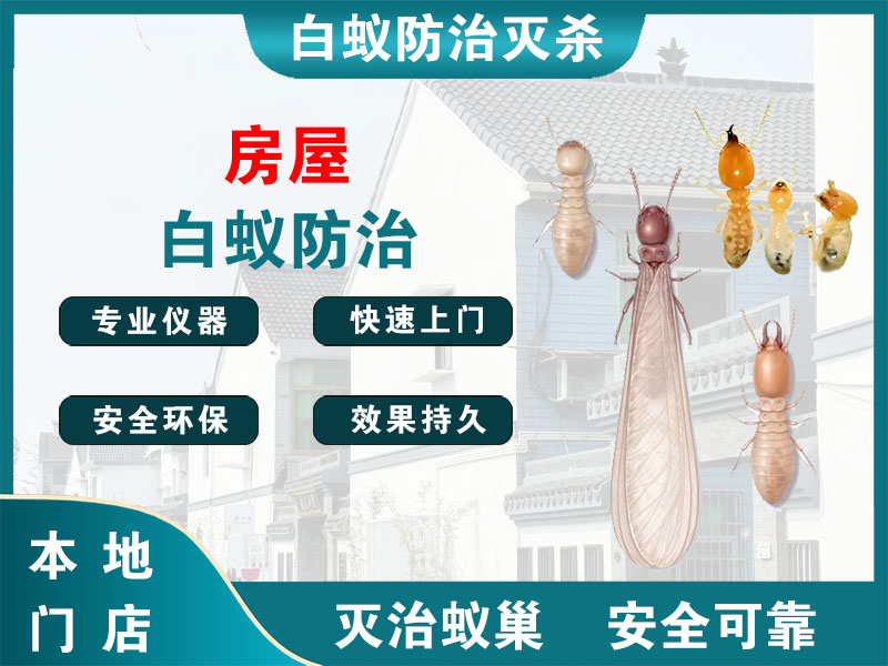 灌云房屋白蚁防治